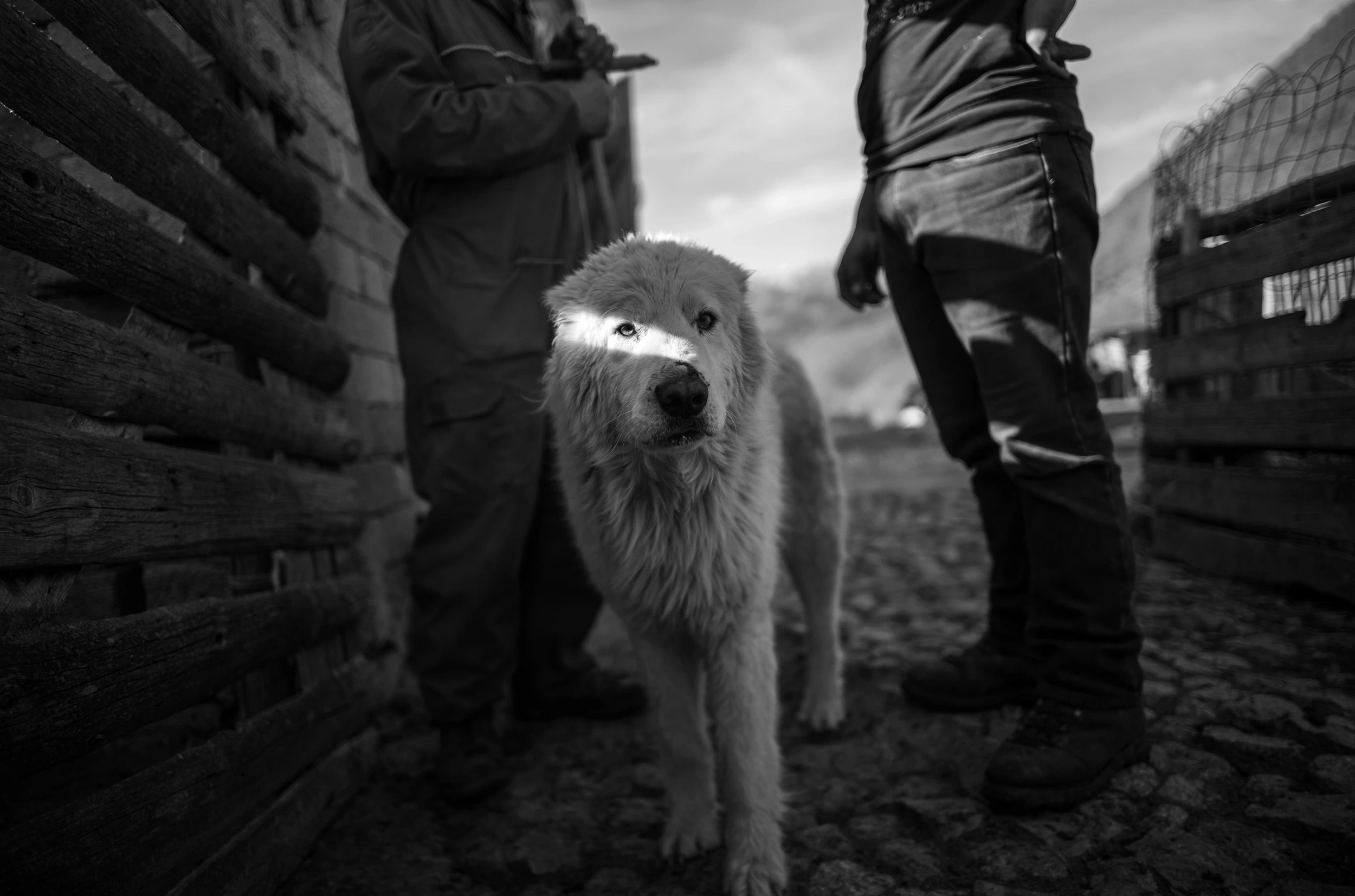 A white sheepdog between the legs of two men, next to a wooden pen.