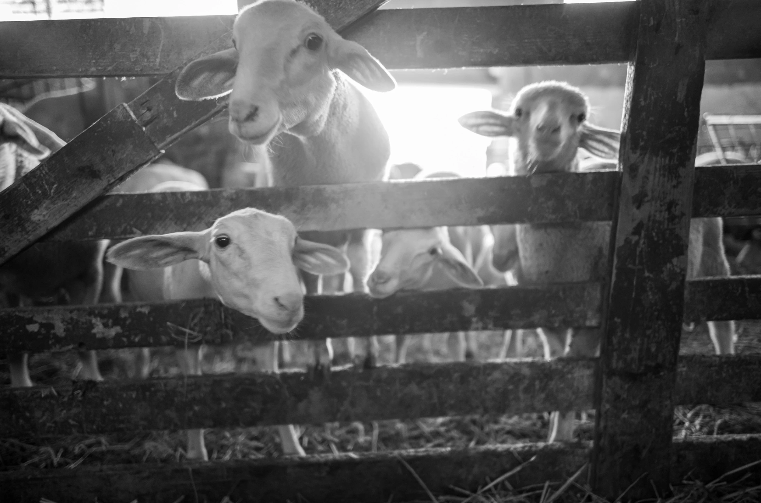 Sheep looking out between the boards of a wooden pen.